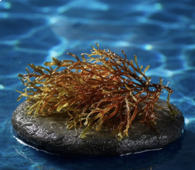 Wildcrafted Irish Sea Moss